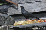 Yellow-billed Chough (Pyrrhocorax graculus)