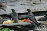 Yellow-billed Chough (Pyrrhocorax graculus)