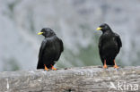 Alpenkauw (Pyrrhocorax graculus)