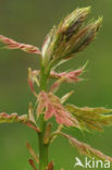 Red Oak (Quercus rubra)