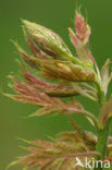 Red Oak (Quercus rubra)