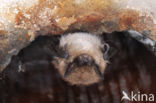 Baardvleermuis (Myotis mystacinus) 