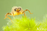 Keeled Skimmer (Orthetrum coerulescens)