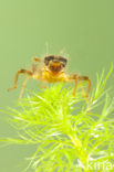 Keeled Skimmer (Orthetrum coerulescens)
