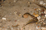 Brook Lamprey (Lampetra planeri)