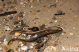 Brook Lamprey (Lampetra planeri)