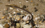 Brook Lamprey (Lampetra planeri)