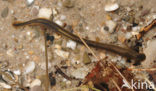 Brook Lamprey (Lampetra planeri)