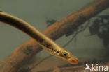 Brook Lamprey (Lampetra planeri)