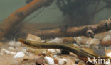 Brook Lamprey (Lampetra planeri)