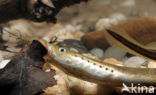 Brook Lamprey (Lampetra planeri)