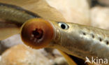 Brook Lamprey (Lampetra planeri)