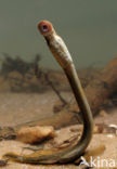 Brook Lamprey (Lampetra planeri)