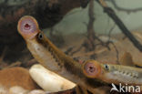 Brook Lamprey (Lampetra planeri)