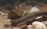 Brook Lamprey (Lampetra planeri)