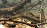 Brook Lamprey (Lampetra planeri)