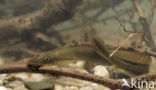 Brook Lamprey (Lampetra planeri)