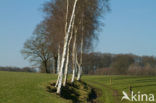 Berk (Betula)