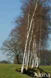 Berk (Betula)