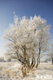 Berk (Betula)