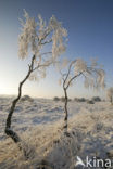 Berk (Betula)