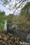 Beverrat (Myocastor coypus)