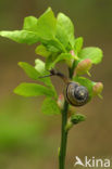 Blauwe bosbes (Vaccinium myrtillus)