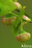 Blauwe bosbes (Vaccinium myrtillus)