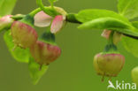 Blauwe bosbes (Vaccinium myrtillus)