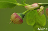 Blauwe bosbes (Vaccinium myrtillus)