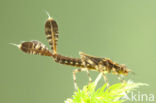 Blauwe breedscheenjuffer (Platycnemis pennipes)