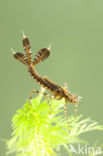 Blauwe breedscheenjuffer (Platycnemis pennipes)