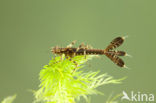 Blauwe breedscheenjuffer (Platycnemis pennipes)