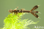 Blauwe breedscheenjuffer (Platycnemis pennipes)