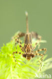 White-legged Damselfly (Platycnemis pennipes)