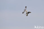 Northern Harrier