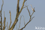 Grey Heron (Ardea cinerea)