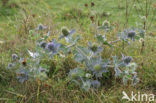 Blauwe zeedistel (Eryngium maritimum)