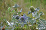 Sea-holly (Eryngium maritimum)