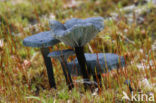 Blauwgroen trechtertje (Omphalina chlorocyanea) 