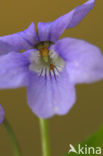 Bleeksporig bosviooltje (Viola riviniana)