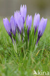 Bonte krokus (Crocus vernus)