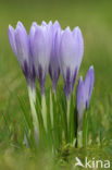 Bonte krokus (Crocus vernus)