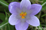 Dutch Crocus