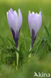 Bonte krokus (Crocus vernus)