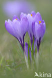 Dutch Crocus