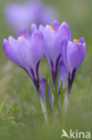 Bonte krokus (Crocus vernus)