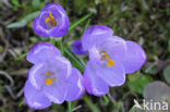 Bonte krokus (Crocus vernus)