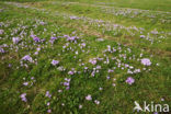 Bonte krokus (Crocus vernus)