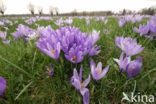 Dutch Crocus